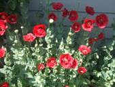 Red Poppies